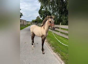 Duitse rijpony Mix, Hengst, Veulen (03/2025), 132 cm, Falbe