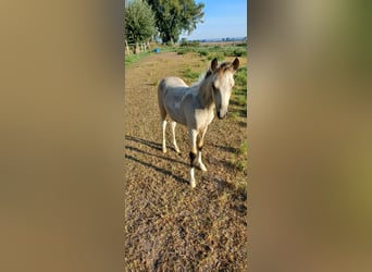 Duitse rijpony, Hengst, veulen (05/2024), 135 cm, Tobiano-alle-kleuren