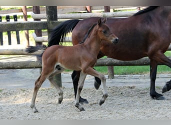 Duitse rijpony, Hengst, veulen (04/2024), 145 cm, Bruin