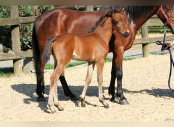 Duitse rijpony, Hengst, veulen (04/2024), 145 cm, Bruin