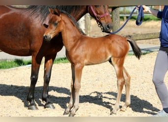 Duitse rijpony, Hengst, veulen (04/2024), 145 cm, Bruin