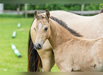 Duitse rijpony, Hengst, Veulen (05/2025), 145 cm