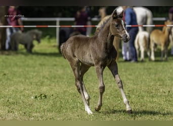 Duitse rijpony, Hengst, Veulen (03/2025), 146 cm, Donkerbruin