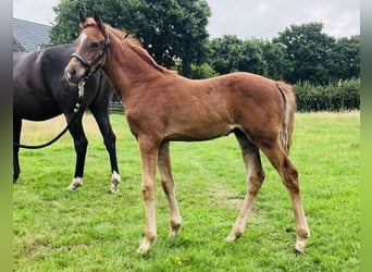 Duitse rijpony, Hengst, Veulen (05/2025), 146 cm, Donkere-vos