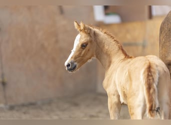 Duitse rijpony, Hengst, veulen (04/2024), 146 cm, Falbe