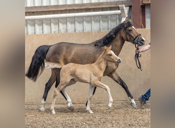 Duitse rijpony, Hengst, veulen (04/2024), 146 cm, Falbe