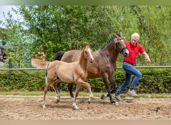 Duitse rijpony, Hengst, veulen (04/2024), 146 cm, Falbe