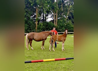 Duitse rijpony, Hengst, Veulen (03/2026), 146 cm, Vos