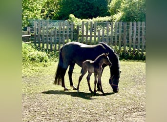 Duitse rijpony, Hengst, Veulen (04/2026), 146 cm, Zwart