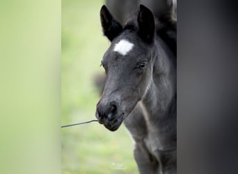 Duitse rijpony, Hengst, Veulen (04/2026), 146 cm, Zwart