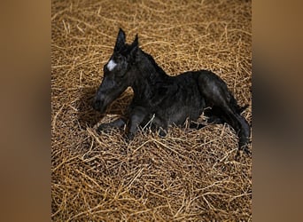 Duitse rijpony, Hengst, Veulen (04/2026), 146 cm, Zwart