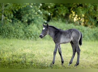 Duitse rijpony, Hengst, Veulen (04/2026), 146 cm, Zwart