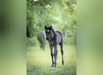 Duitse rijpony, Hengst, Veulen (04/2026), 146 cm, Zwart