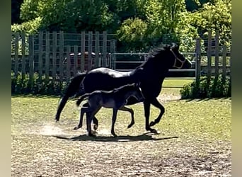 Duitse rijpony, Hengst, Veulen (04/2026), 146 cm, Zwart