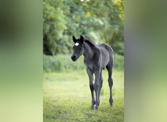 Duitse rijpony, Hengst, Veulen (04/2026), 146 cm, Zwart