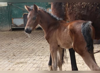Duitse rijpony, Hengst, , 147 cm, Bruin