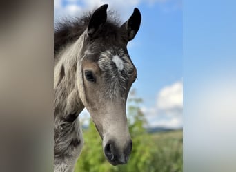 Duitse rijpony, Hengst, veulen (03/2024), 147 cm, Buckskin