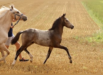 Duitse rijpony, Hengst, veulen (03/2024), 147 cm, Buckskin