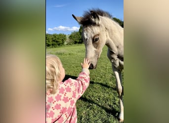 Duitse rijpony, Hengst, veulen (03/2024), 147 cm, Buckskin