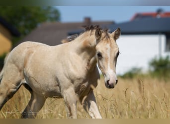 Duitse rijpony, Hengst, Veulen (04/2025), 147 cm, Buckskin