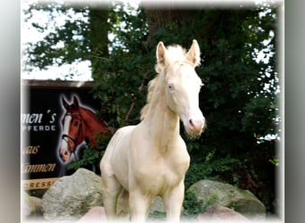 Duitse rijpony, Hengst, veulen (06/2023), 147 cm, Cremello
