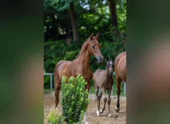 Duitse rijpony, Hengst, Veulen (04/2025), 147 cm, Donkere-vos