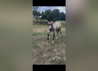 Duitse rijpony, Hengst, , 147 cm, Roan-Bay