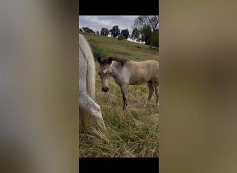 Duitse rijpony, Hengst, , 147 cm, Roan-Bay