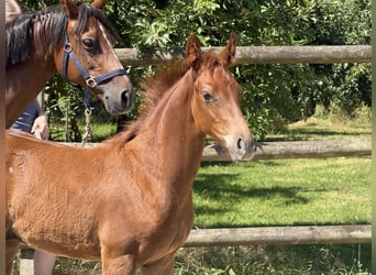 Duitse rijpony, Hengst, Veulen (04/2026), 147 cm, Vos