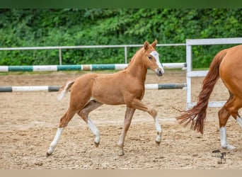 Duitse rijpony, Hengst, veulen (06/2024), 147 cm, Vos