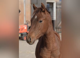 Duitse rijpony, Hengst, Veulen (04/2025), 147 cm, Vos