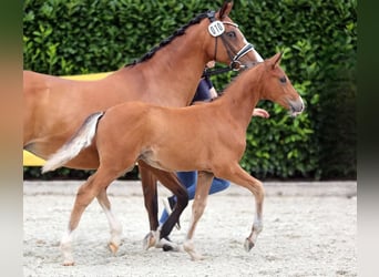 Duitse rijpony, Hengst, Veulen (04/2025), 148 cm, Bruin