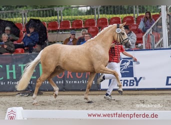 Duitse rijpony, Hengst, Veulen (04/2025), 148 cm, Bruin