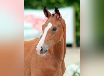 Duitse rijpony, Hengst, Veulen (04/2025), 148 cm, Bruin