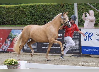 Duitse rijpony, Hengst, Veulen (04/2025), 148 cm, Bruin