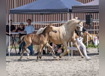 Duitse rijpony, Hengst, Veulen (04/2026), 148 cm, Buckskin