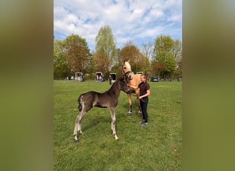 Duitse rijpony, Hengst, Veulen (04/2026), 148 cm, Buckskin