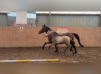 Duitse rijpony, Hengst, Veulen (01/2026), 148 cm, Buckskin
