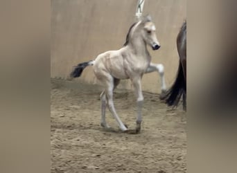 Duitse rijpony, Hengst, Veulen (01/2026), 148 cm, Buckskin