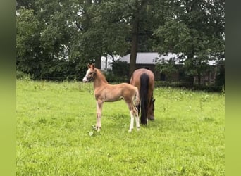 Duitse rijpony, Hengst, veulen (05/2024), 148 cm, Donkere-vos