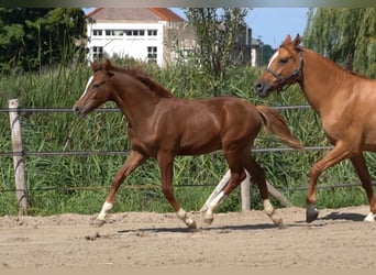 Duitse rijpony, Hengst, Veulen (03/2026), 148 cm, Donkere-vos