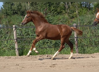 Duitse rijpony, Hengst, Veulen (03/2026), 148 cm, Donkere-vos