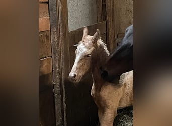 Duitse rijpony, Hengst, veulen (03/2024), 148 cm