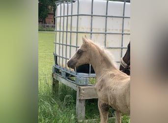 Duitse rijpony, Hengst, veulen (03/2024), 148 cm