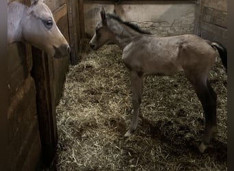 Duitse rijpony, Hengst, veulen (04/2024), 148 cm