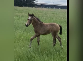 Duitse rijpony, Hengst, veulen (04/2024), 148 cm