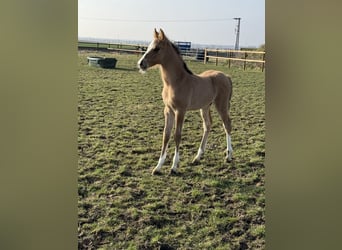 Duitse rijpony, Hengst, , 148 cm, Falbe