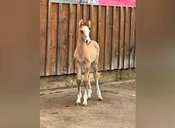 Duitse rijpony, Hengst, , 148 cm, Falbe