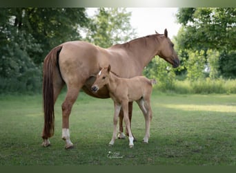 Duitse rijpony, Hengst, Veulen (05/2026), 148 cm, Falbe