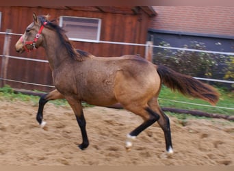 Duitse rijpony, Hengst, veulen (02/2024), 148 cm, Falbe